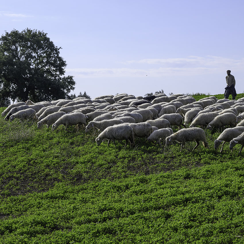 Walking the sheep across the fields
