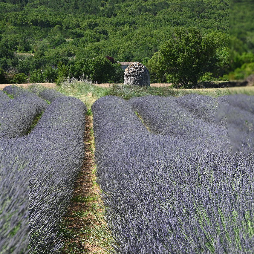 LAVENDER