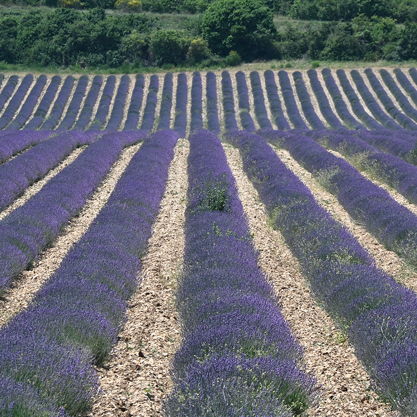 Pays du Sault Lavender