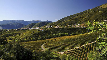 Procescco Wine Area